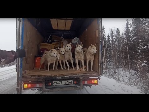 Видео: МЕДВЕДЬ дал по морде, собака АЛЬФА умерла.