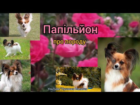 Видео: Папільйон 🐩| про породу 🐾| історія, характер, цікаві факти 💞