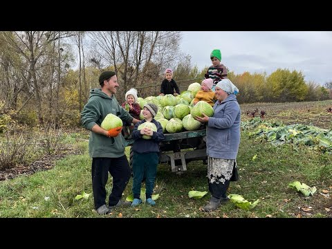 Видео: Собрали огромный урожай КАПУСТЫ! Головки по 7 кг!