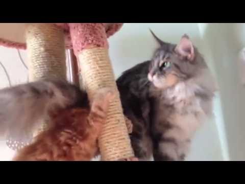Видео: Котята мейн-кун проснулись