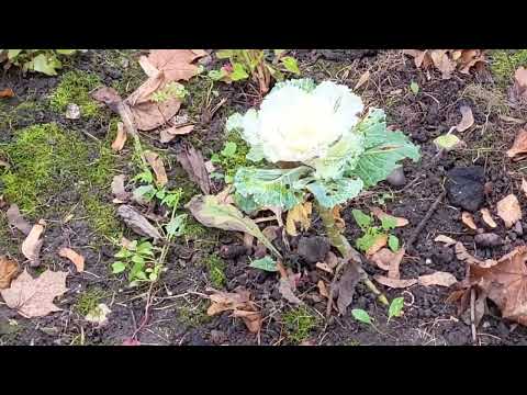 Видео: Тёплый день в городе Щербинка, Москва. 