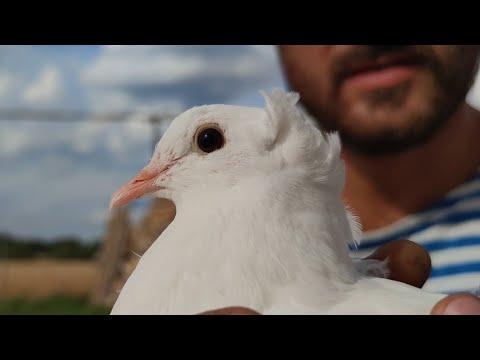 Видео: Голуби Армянские  (Гюмри) бойные голуби