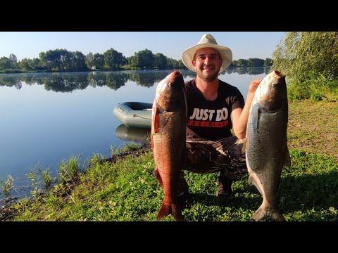 Видео: ВОТ ЭТО РЫБАЛКА!!! Попали на Дикий клев толстолобика в жару.