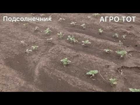 Видео: Подсолнечник после града Белла Кадис Шенон 2020 АГРО ТОТ