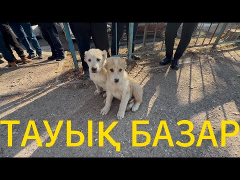 Видео: Тауық базары 12.01.25ж.Шымкент