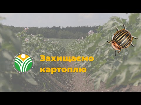 Видео: Захист картоплі: поради від спеціаліста
