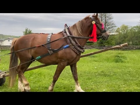 Видео: 🔥Великий вибір Коней на Продажу 🔥🐴💪💵