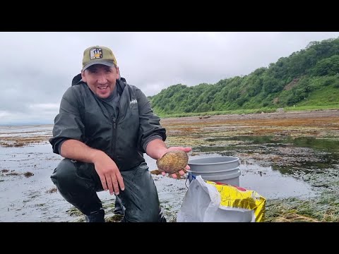 Видео: МОРСКОЙ ГРЕБЕШОК,УСТРИЦЫ,ЧИЛИМ,КРАБ, ВСЕ ЕДИМ ЖИВЫМ ПРЯМО НА МОРЕ