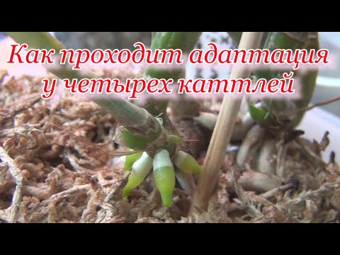 Видео: Адаптация 4 каттлей. 3 месяца спустя. Cattleya AMETISTOGLOSSA, DURIGAN, JENMANII, гибрид с PURPURATA