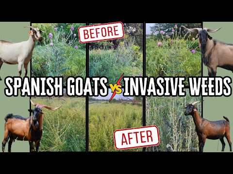 Видео: Овцы и козы расчищают землю