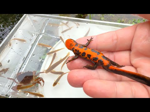 Видео: Поймайте и понаблюдайте за редкими существами, обитающими в сельских реках Японии.