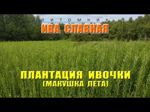 Видео: Ива Славная: Плантация. Макушка лета (15.07.2024)