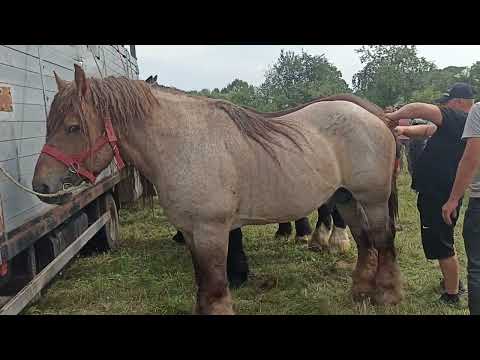Видео: ОҐІР ФЕСТ🐎🐎🐎🐎🔥🔥🔥Частина 2