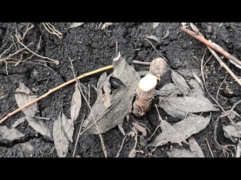 Видео: Как обрезать окулянт?