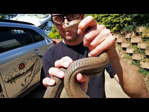 Видео: ИЗВЛЕЧЕНИЕ ПЛЮЮЩЕЙ КОБРЫ!!!