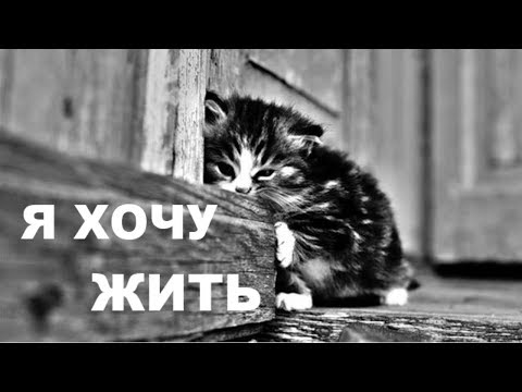 Видео: 5 💔ДУШЕРАЗДИРАЮЩЕ ГРУСТНЫХ ИСТОРИЙ С ЖИВОТНЫМИ