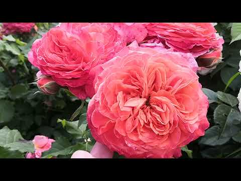 Видео: Розы-цветение 🌹Пилигрим, Леонардо да Винчи, Чиппендейл, Эмильен Гийо🌹