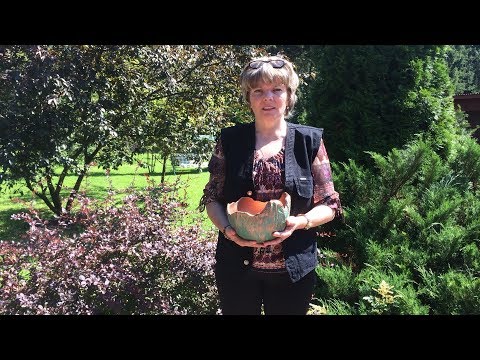 Видео: Обзор нашего участка в середине лета.