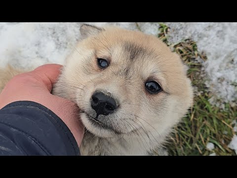 Видео: Щенки взрослеют звереют