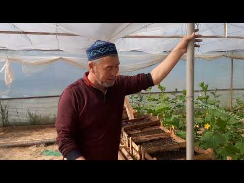 Видео: Павлония көшетін суғарудағы кейбір қателіктер. 8-702-917-40-07    8-705-218-66-68     Нурали.