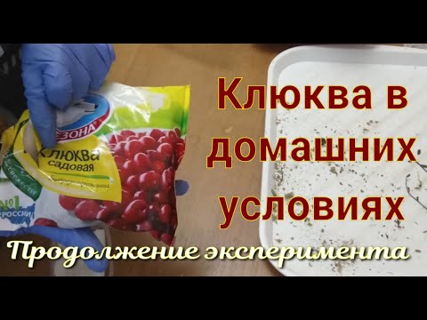 Видео: Клюква в домашних условиях. Продолжение эксперимента.