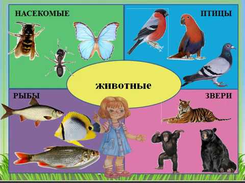Видео: Окружающий мир. Животные: птицы, звери, насекомые, рыбы, пресмыкающиеся, земноводные.