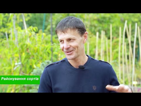 Видео: Як обрати найкращий сорт плодового дерева для вашого саду?