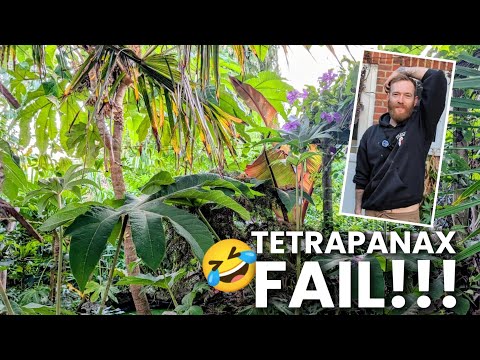 Видео: ТЕТРАПАНАКС - ТРОПИЧЕСКИЙ САД Как НЕ нужно удалять детенышей!