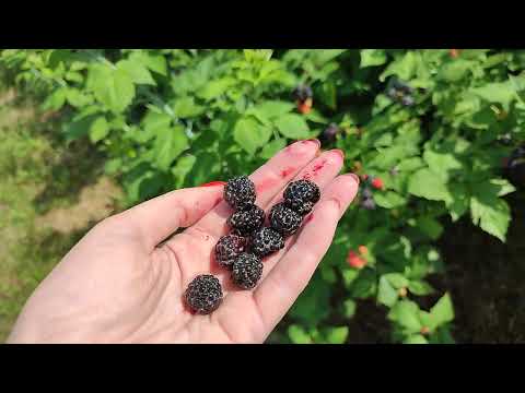 Видео: Черная #малина #Кумберленд