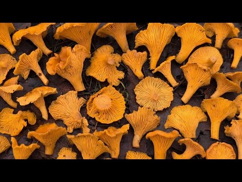 Видео: ОБАЛДЕТЬ! ГРИБЫ РАСТУТ ПОЛЯНАМИ В НОЯБРЕ! ЭТО ПРОИСХОДИТ ПРЯМО СЕЙЧАС! ГРИБНИК В ШОКЕ!