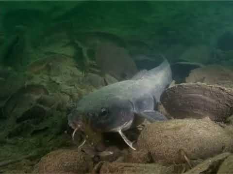 Видео: Ноябрьский налим: советы рыболова