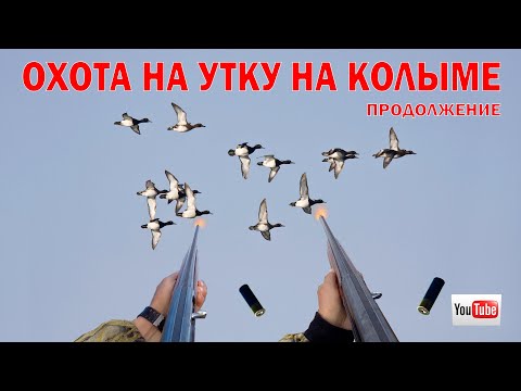 Видео: Охота на утку на Колыме. Продолжение.