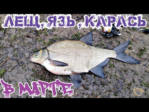 Видео: Наноджиг.Жесткая раздача бели в марте.