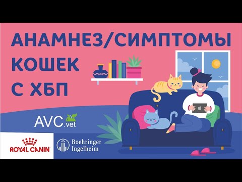 Видео: Анамнез/симптомы кошек с ХБП