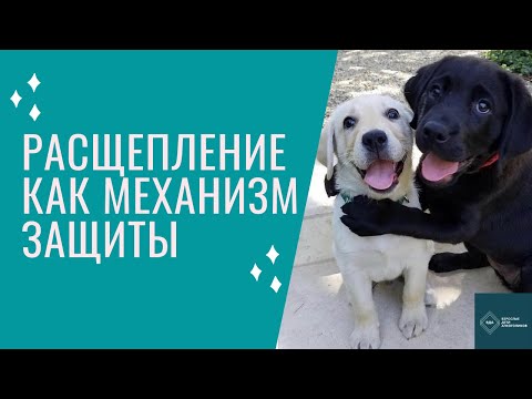 Видео: Расщепление как механизм психологической защиты