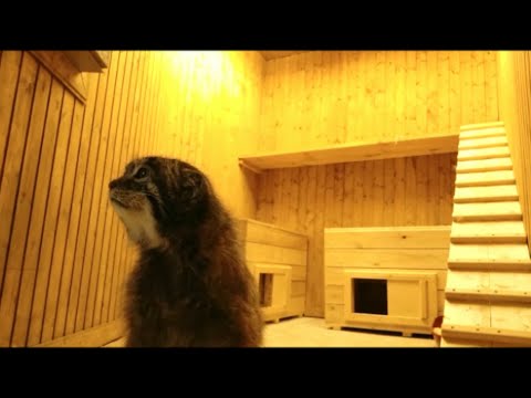 Видео: Первое знакомство с манулом Тимофеем 🐈