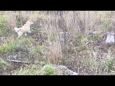 Видео: Охота с лайками