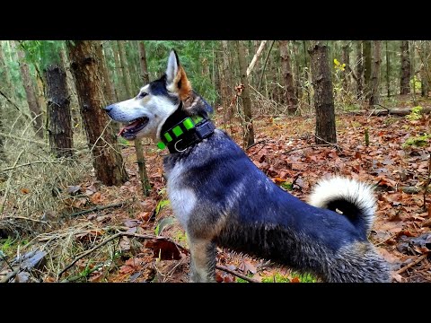 Видео: ОХОТА С ЛАЙКОЙ/ ОКА ВЕЗДЕХОД/ КОЛЛИМАТОР/