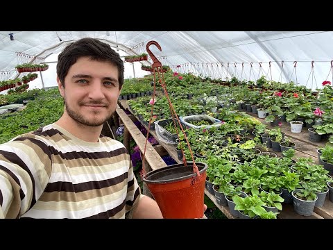 Видео: Самое ВЫГОДНОЕ растение для кашпо в моем тепличном бизнесе!