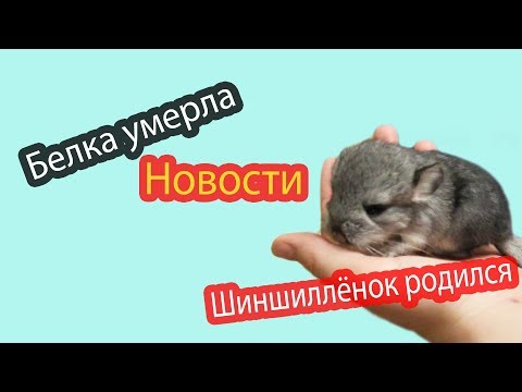 Видео: Новости канала Хомки 12 04 18