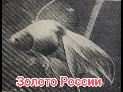 Видео: Русские аквариумы
