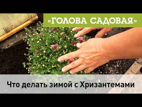 Видео: Голова садовая - Что делать зимой с Хризантемами