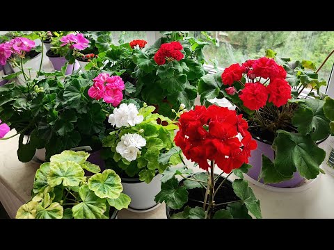Видео: Наконец, обзор пеларгоний❤️