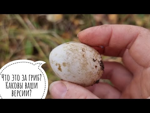 Видео: Опять грибы! Мокруху еловую видали? Посмотрите! Шуршу по лесу, знакомлюсь с грибом слизняком