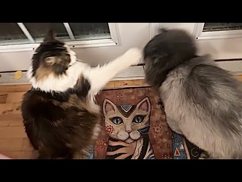 Видео: 🔉Проблемы с двумя котами-погодниками 😲 Луна бросает лапу