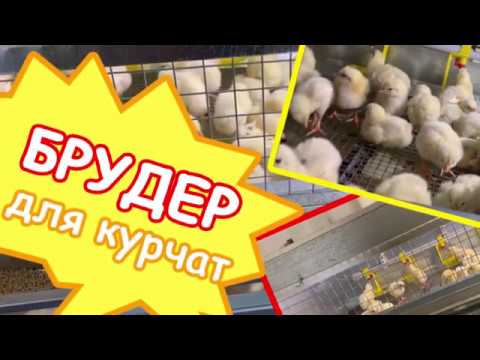 Видео: Брудер для курчат