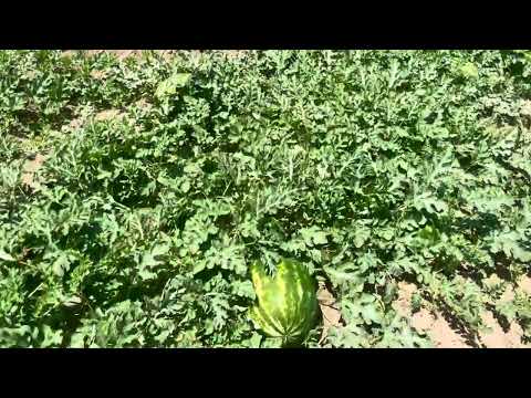 Видео: Арбуз Мадрид F1 / Madrid F1 в Киргизии, 2024 год