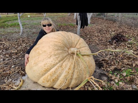 Видео: Весь процесс роста тыквы гиганта  Сезон 2021 года