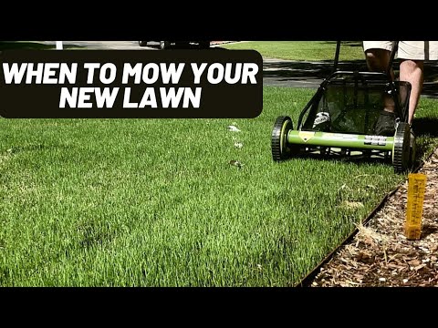 Видео: Первая стрижка: советы по выбору времени для вашего недавно посеянного газона