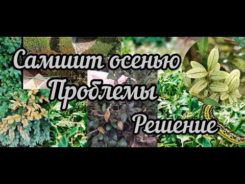 Видео: Самшит осенью. Проблемы. Решение.